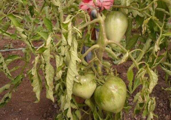 Фитофтора на помидорах: как своевременно распознать недуг и чем обрабатывать для эффективного лечения