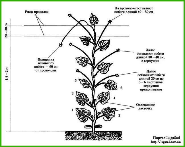 Формирование кустов огурцов при выращивании в теплице