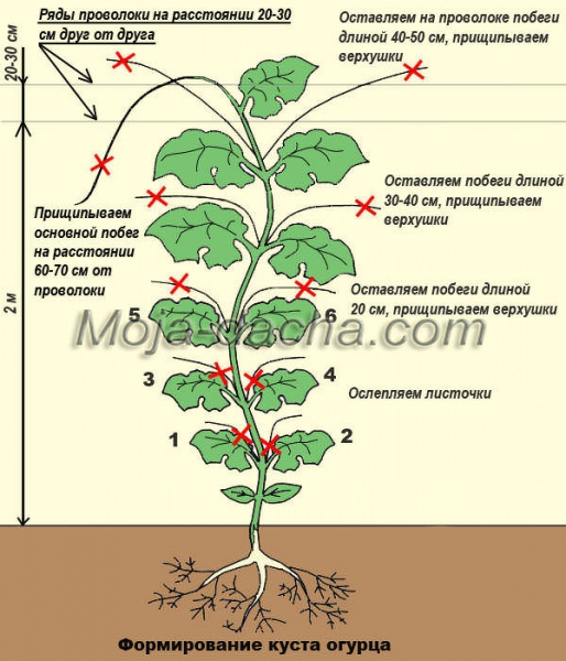 Формирование кустов огурцов при выращивании в теплице