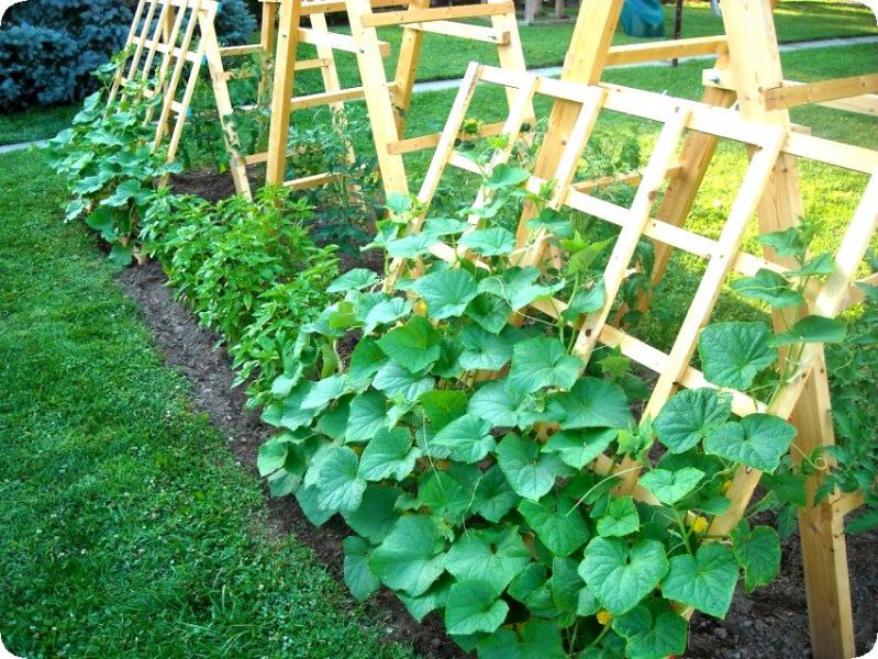 Формирование вертикальных грядок для огурцов