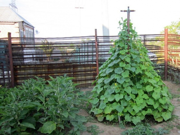 Формирование вертикальных грядок для огурцов