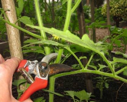 Формируем помидоры: основные правила и видео