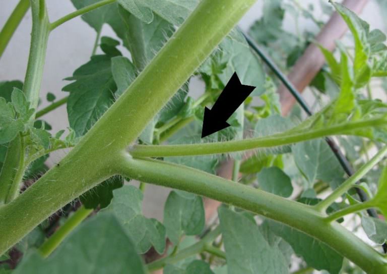 Формируем помидоры: основные правила и видео