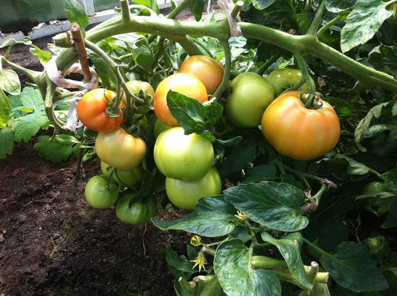 Формируем помидоры: основные правила и видео