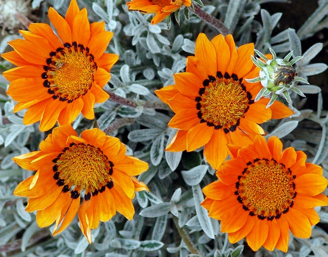 Гацания: лучшие сорта, особенности выращивания и варианты использования в ландшафтном дизайне