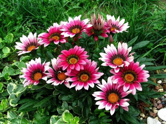 Гацания: лучшие сорта, особенности выращивания и варианты использования в ландшафтном дизайне