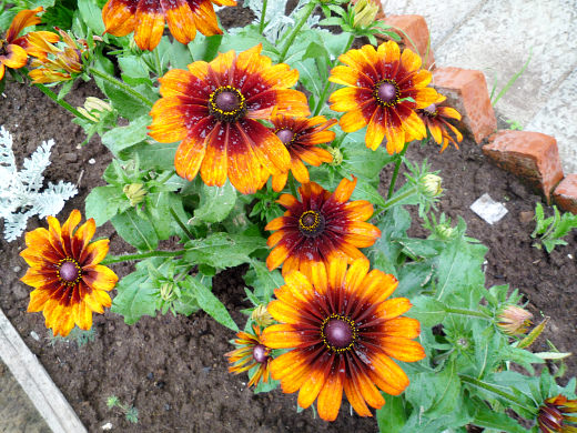 Гацания: лучшие сорта, особенности выращивания и варианты использования в ландшафтном дизайне