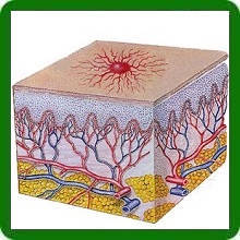 Гемангиома на голове у новорожденного ребенка: причины, диагностика, лечение, осложнения