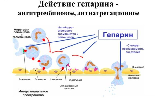 Гепариновая мазь при варикозе – инструкция по применению, отзывы, аналоги, форма выпуска, побочные действия, противопоказания, цена