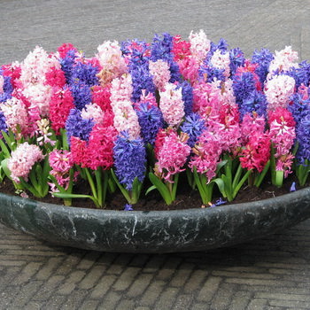 Гиацинт – это цветок многолетний или однолетний?