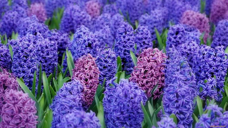 Гиацинт – это цветок многолетний или однолетний?