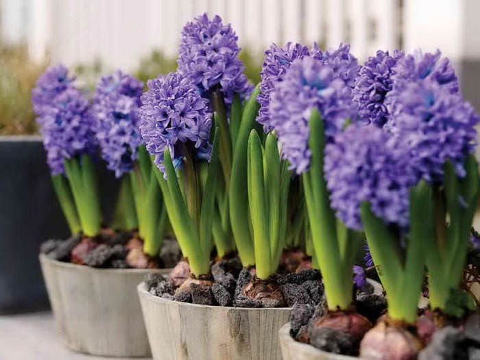 Гиацинт – это цветок многолетний или однолетний?