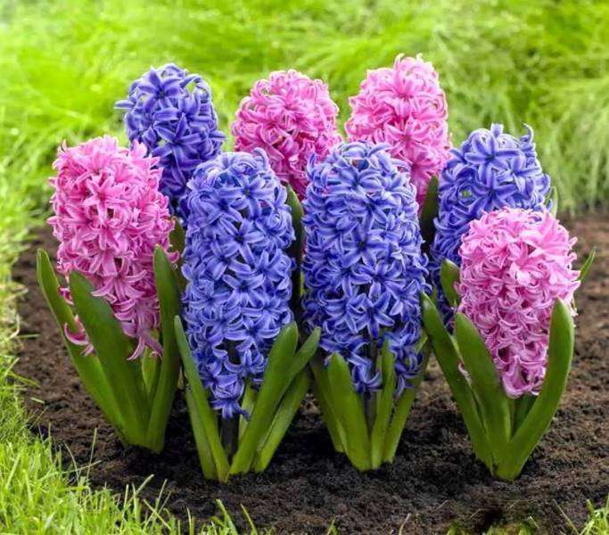 Гиацинт – это цветок многолетний или однолетний?