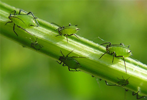 Гибнут огурцы в теплице: определение и устранение причин