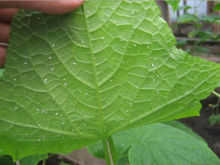 Гибнут огурцы в теплице: определение и устранение причин