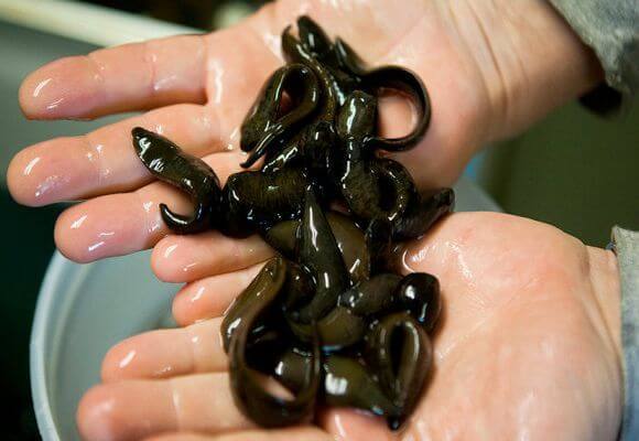 Гирудотерапия при варикозе: отзывы, польза и вред лечение варикоза пиявками, фото до и после