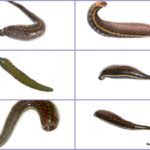 Гирудотерапия при варикозе: отзывы, польза и вред лечение варикоза пиявками, фото до и после