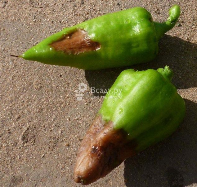 Главные болезни сладкого перца и борьба с ними