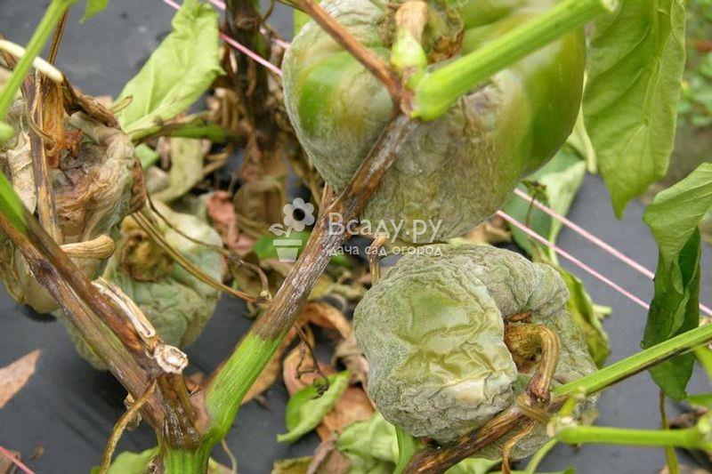 Главные болезни сладкого перца и борьба с ними