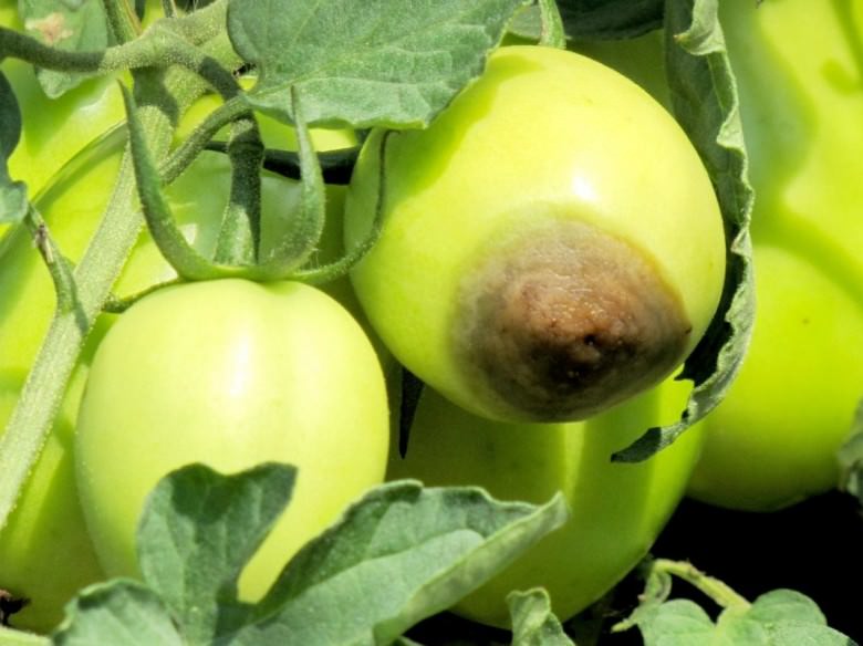 Гниль на помидорах в теплице: почему возникает и что делать для ее устранения