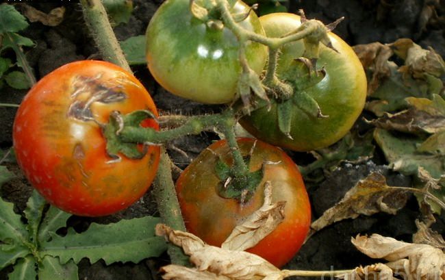 Гниль на помидорах в теплице: почему возникает и что делать для ее устранения