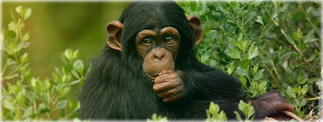 Год Обезьяны — судьба и характер знака в разных аспектах жизни, совместимость