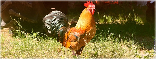 Год Петуха — судьба и характер знака в разных аспектах жизни, совместимость