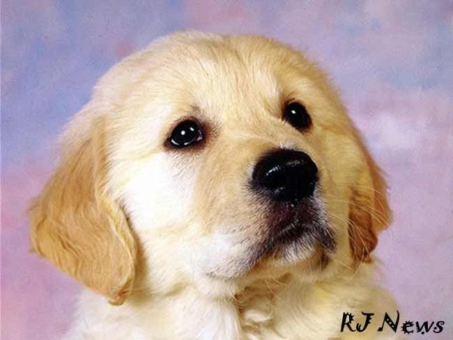 Год собаки: какие отличительные черты он имеет?