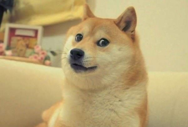 Год собаки: какие отличительные черты он имеет?