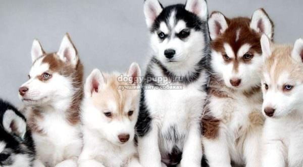 Год собаки: какие отличительные черты он имеет?