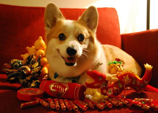 Год собаки: какие отличительные черты он имеет?