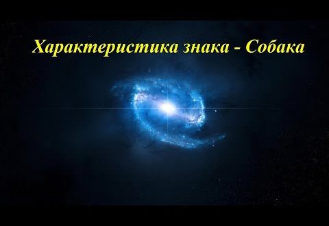 Год собаки: какие отличительные черты он имеет?