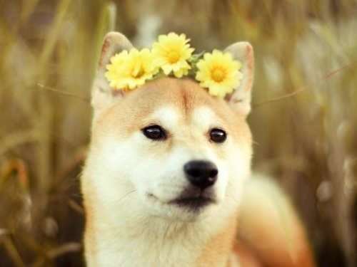 Год собаки: какие отличительные черты он имеет?