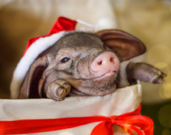 Год Свиньи — судьба и характер знака в разных аспектах жизни, совместимость