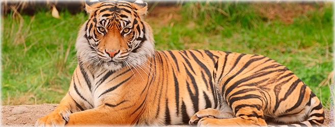 Год Тигра — судьба и характер знака в разных аспектах жизни, совместимость