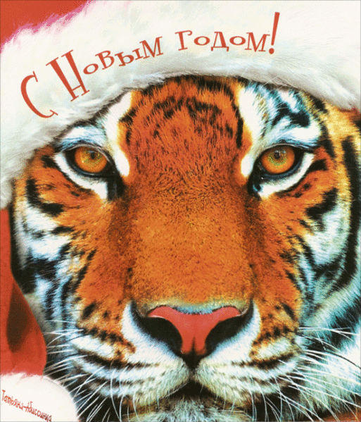 Год Тигра — судьба и характер знака в разных аспектах жизни, совместимость