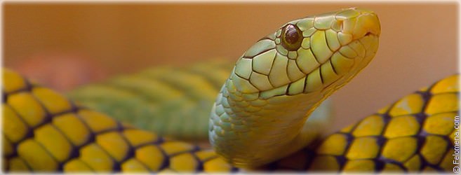 Год Змеи — судьба и характер знака в разных аспектах жизни, совместимость