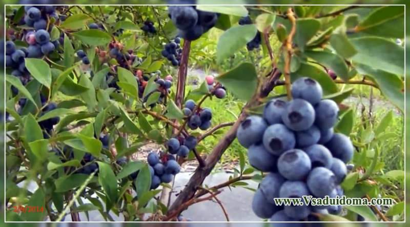 Голубика – посадка и уход в подмосковье