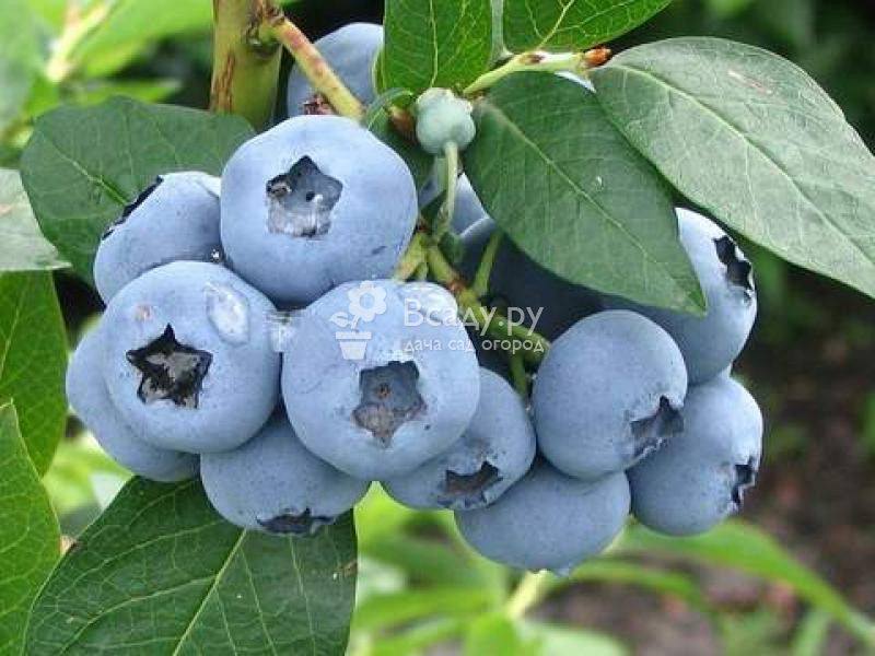 Голубика – посадка и уход в подмосковье