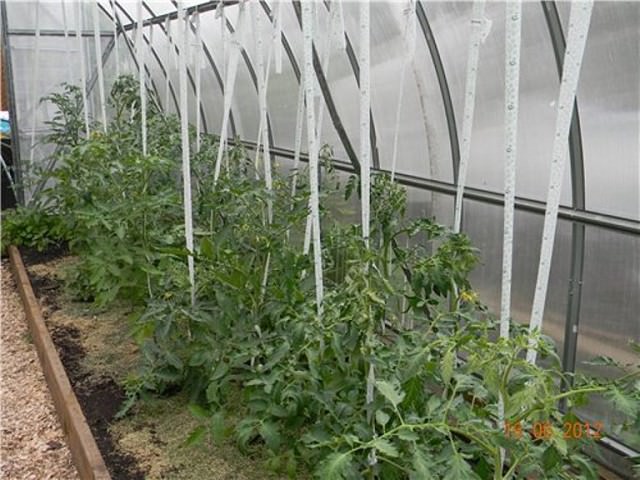 Грамотная подвязка помидоров в теплице из поликарбоната