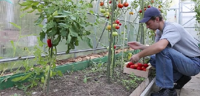 Грамотная подвязка помидоров в теплице из поликарбоната