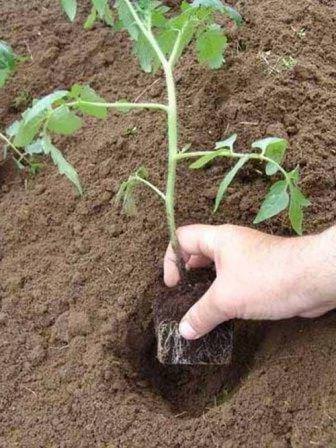 Грамотный подход при посадке помидоров в теплицу