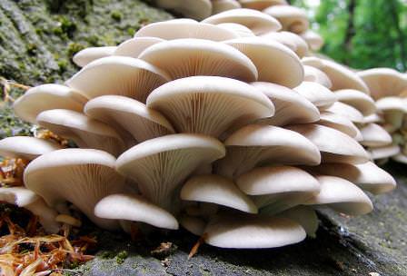 Гриб линчжи: биологическое описание и лечебные свойства