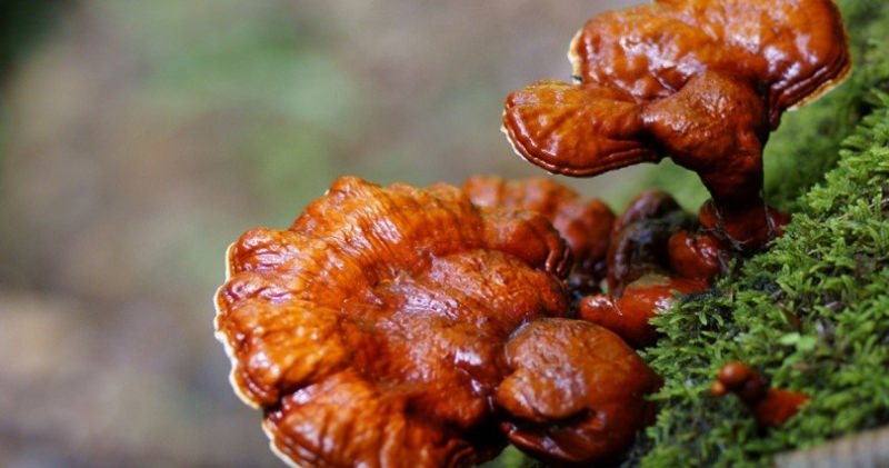 Гриб линчжи: биологическое описание и лечебные свойства