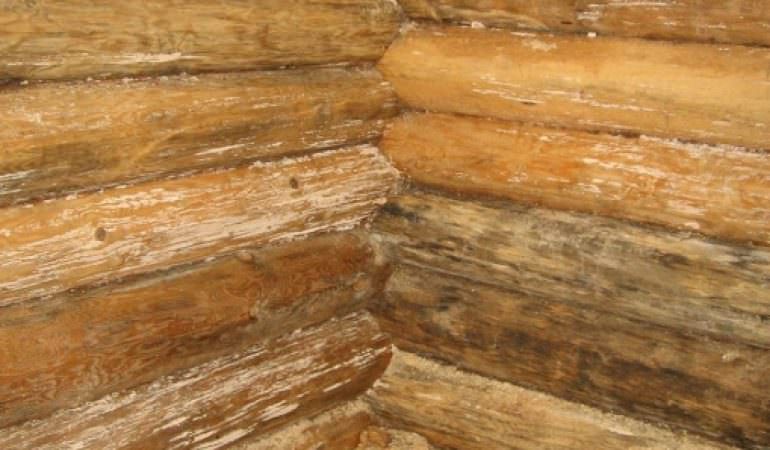 Грибок в бане: как избавиться, как убрать плесень с дерева, чем вывести и уничтожить на вагонке, почему появляется, чем обработать – всё о банях