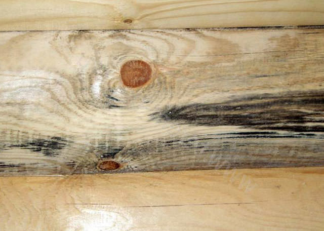 Грибок в бане: как избавиться, как убрать плесень с дерева, чем вывести и уничтожить на вагонке, почему появляется, чем обработать – всё о банях