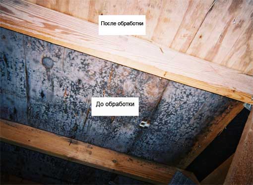 Грибок в бане: как избавиться, как убрать плесень с дерева, чем вывести и уничтожить на вагонке, почему появляется, чем обработать – всё о банях