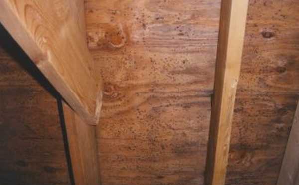 Грибок в бане – народные и современные способы борьбы – всё о банях