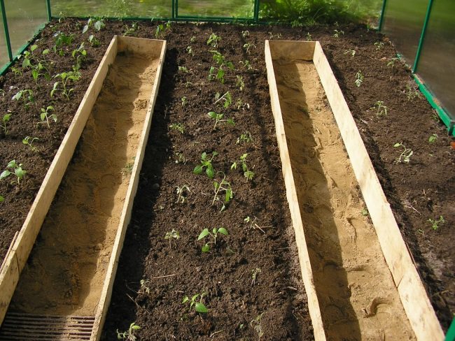 Грядки в теплице: правила размещения и особенности самостоятельного изготовления