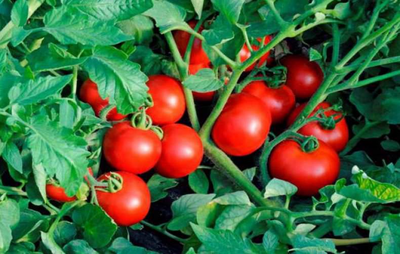 Характеристика и агротехника томата солероссо f1